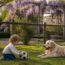 découvrez les dangers de la glycine et apprenez comment protéger efficacement vos enfants et vos animaux contre ses risques potentiels.