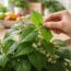 découvrez gymnema gurmar, l'allié naturel efficace pour maîtriser votre appétit et soutenir votre bien-être au quotidien.