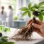 découvrez les bienfaits de l'éleuthérocoque dans la lutte contre le cancer, une alternative naturelle prometteuse en oncologie pour soutenir le traitement et améliorer la qualité de vie des patients.